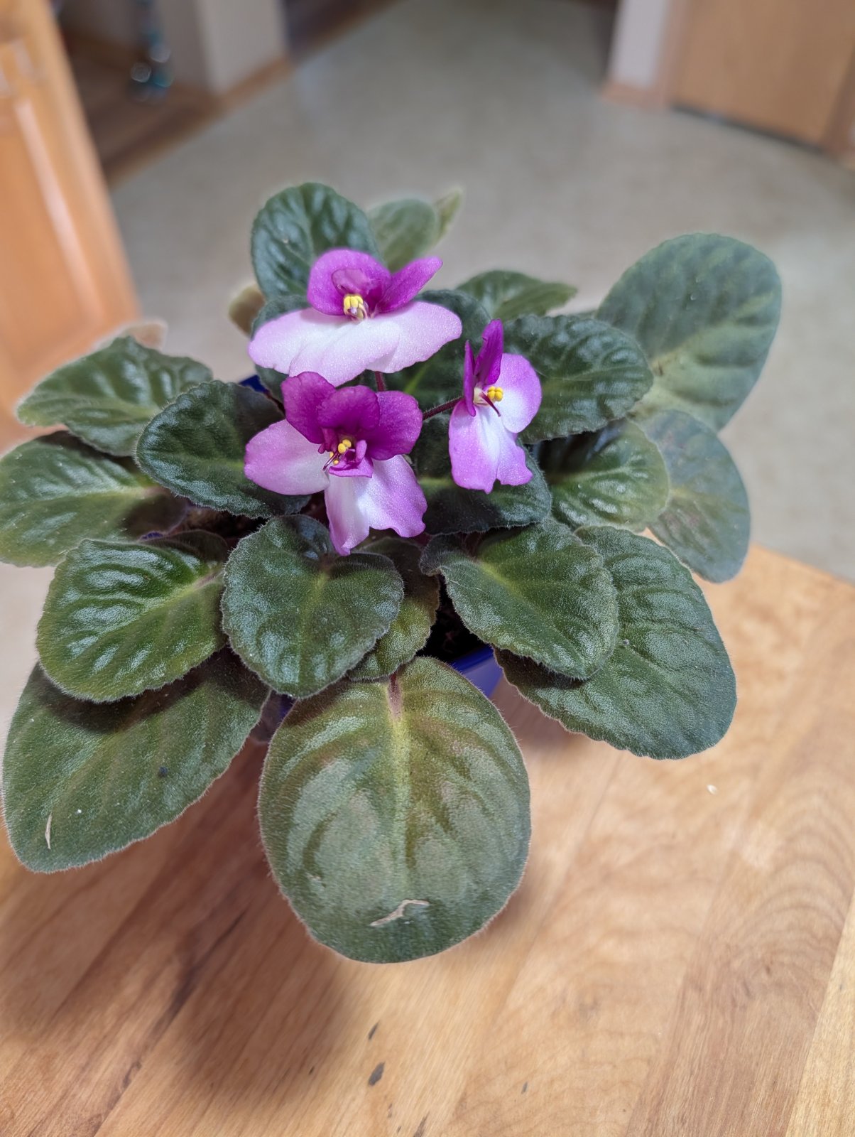 Bloom by Ginny Frank