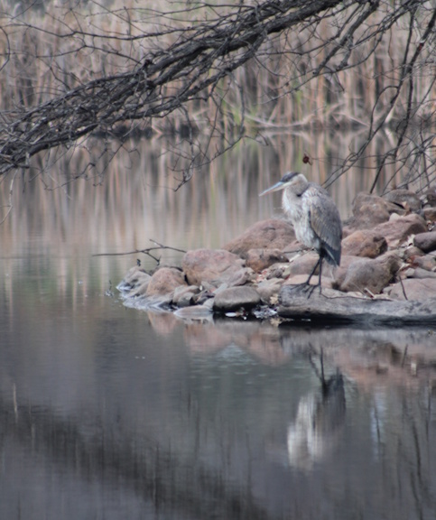Heron